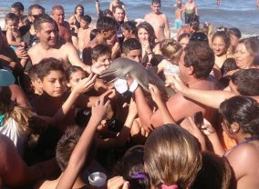 a99696_animal-selfie_1-dolphin-argentina